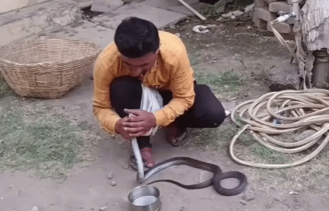 VIDEO: कोबरा सांप को दिया CPR, फिर भी नहीं बच सकी जान; भीषण गर्मी के कारण हुई मौत &nbsp;