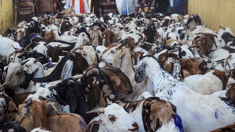 एकादशी पर रोक दी बकरों की कुर्बानी, बकरीद पर महाराष्ट्र के इस इलाके में मुस्लिमों ने उठाया कदम