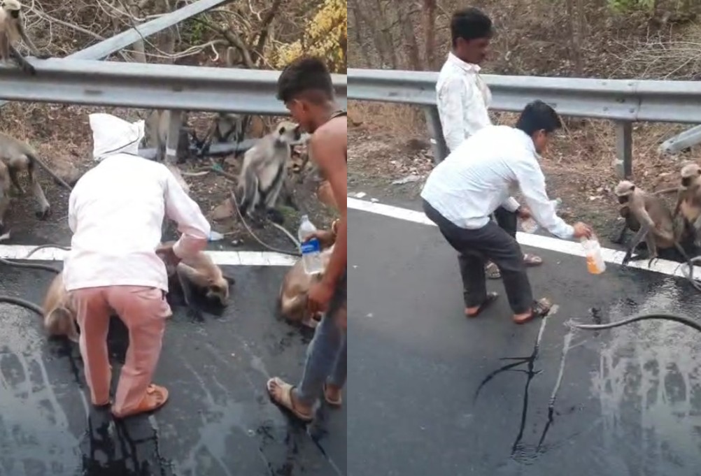 Thirsty Monkey Stops Moving Bus For Water In Maharashtra, Heartbreaking Video Goes Viral