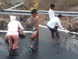 Thirsty Monkey Stops Moving Bus For Water In Maharashtra, Heartbreaking Video Goes Viral