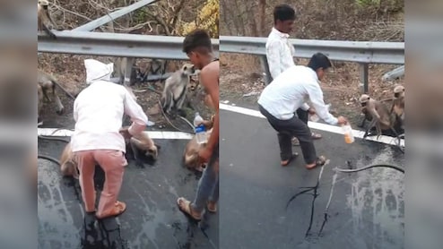 Thirsty Monkey Stops Moving Bus For Water In Maharashtra, Heartbreaking Video Goes Viral