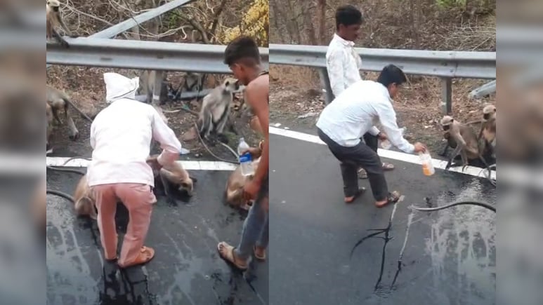 Thirsty Monkey Stops Moving Bus For Water In Maharashtra, Heartbreaking Video Goes Viral