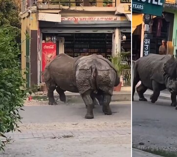 नेपाल की सड़क पर दो गैंडों के बीच हुई जबरदस्त लड़ाई, सोशल मीडिया पर वायरल हो गया वीडियो, देखने वाले रह गए हैरान