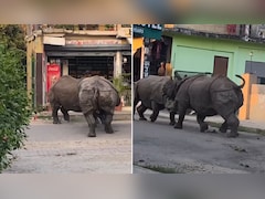 नेपाल की सड़क पर दो गैंडों के बीच हुई जबरदस्त लड़ाई, सोशल मीडिया पर वायरल हो गया वीडियो, देखने वाले रह गए हैरान