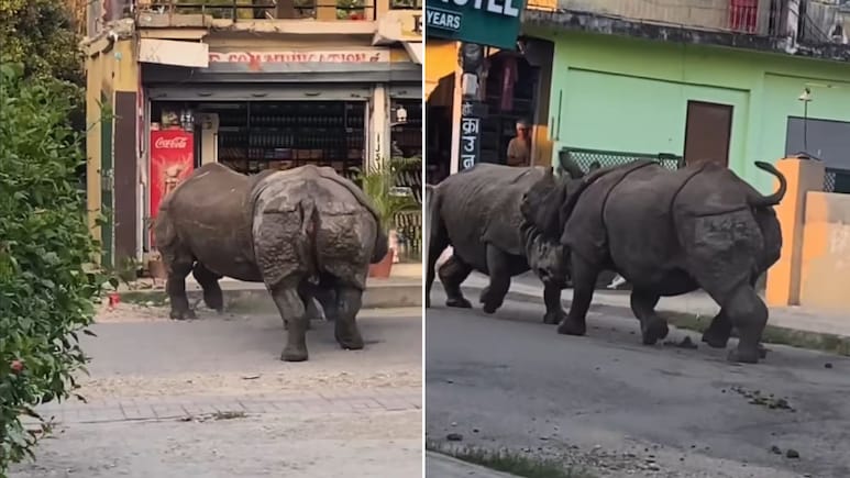 नेपाल की सड़क पर दो गैंडों के बीच हुई जबरदस्त लड़ाई, सोशल मीडिया पर वायरल हो गया वीडियो, देखने वाले रह गए हैरान