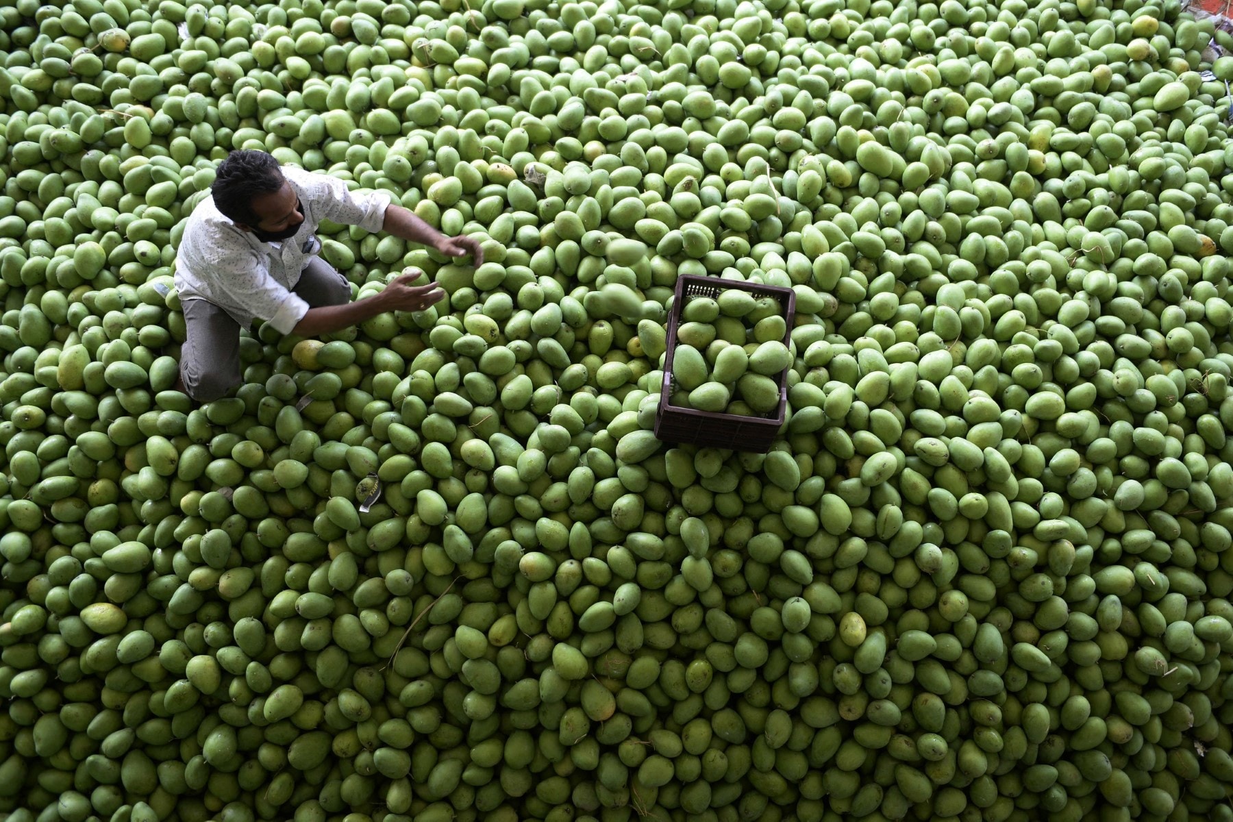 A labourer sorts raw mangoes at the Gaddiannaram fruit market in Hyderabad A labourer sorts raw mangoes at the Gaddiannaram fruit market in Hyderabad
