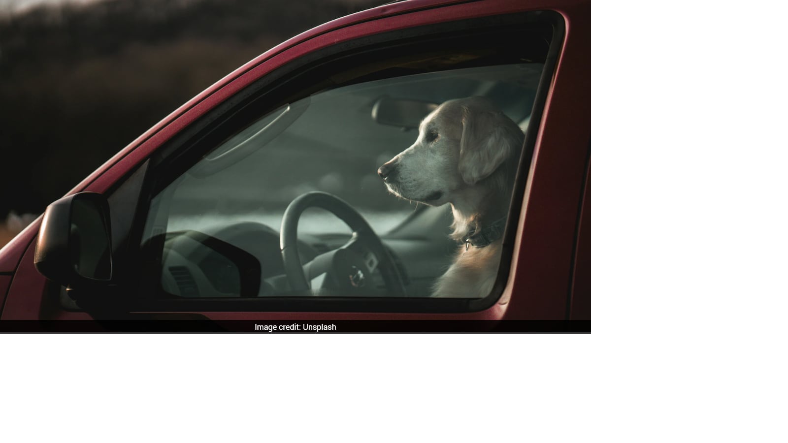 Dog Accidentally Fires Shotgun In US, Injures Woman Standing Nearby