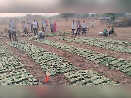 'हरा सोना' को जमा करने में जुटे श्रमिक, एमपी में तेंदूपत्ता संग्रहण का दिख रहा अलग नजारा