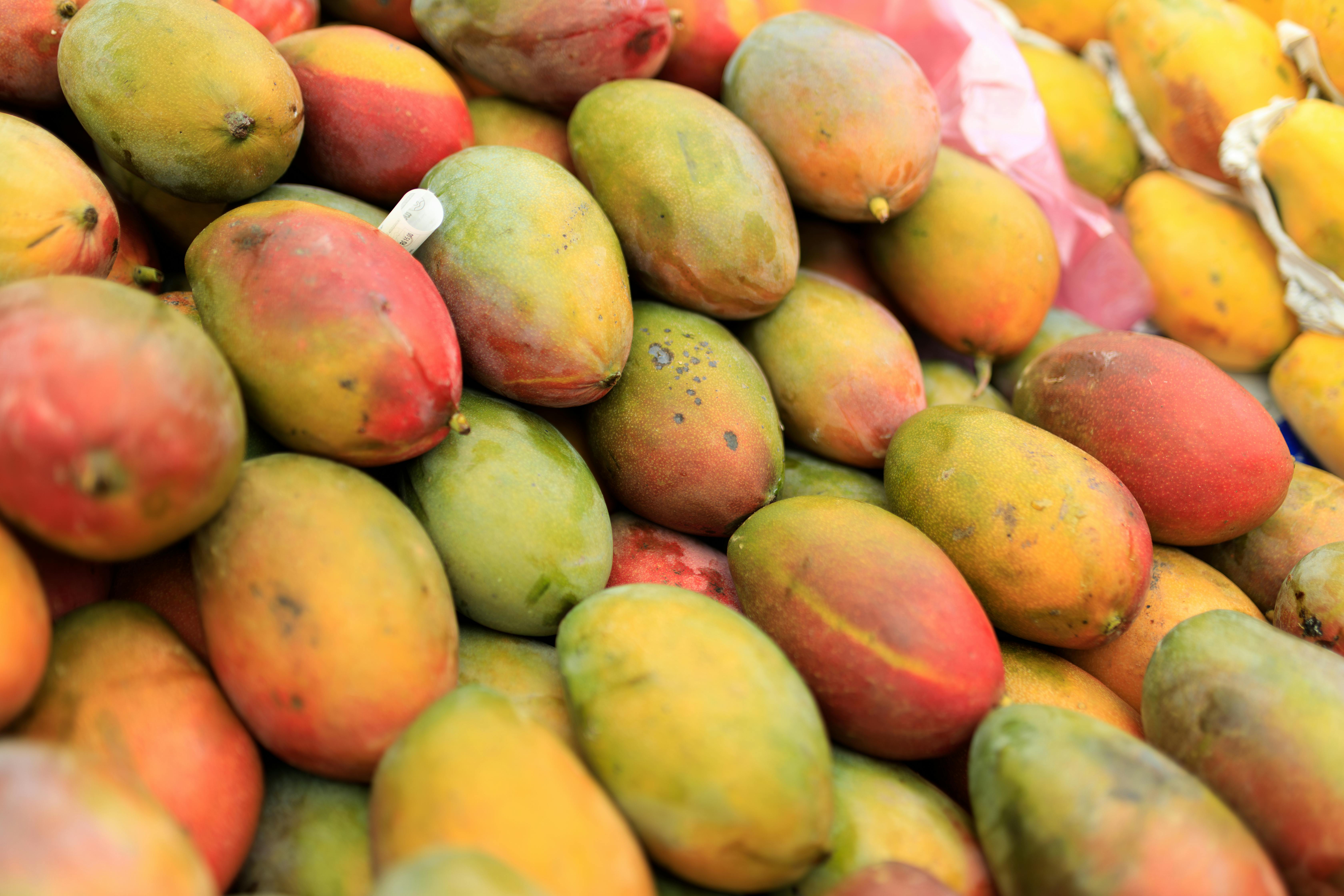 Which Indian Region Do The Famous Alphonso Mangoes Come From?