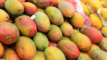 Which Indian Region Do The Famous Alphonso Mangoes Come From?