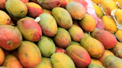 Which Indian Region Do The Famous Alphonso Mangoes Come From?