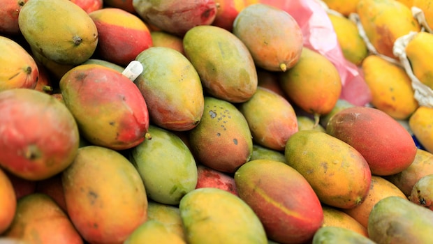 Which Indian Region Do The Famous Alphonso Mangoes Come From?