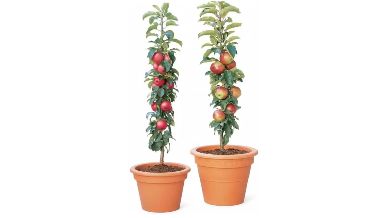 Click to buy GreenyOn Apple Plant (Hybrid, Pack of 1)