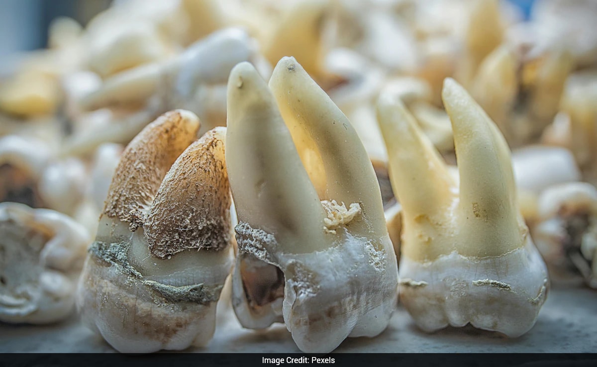The Art of Baking: From Classic Bread to Artisan Pastries