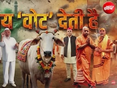 गाय 'वोट' देती है! मनुष्य सामाजिक प्राणी है, गाय राजनीतिक प्राणी कैसे बन गई?