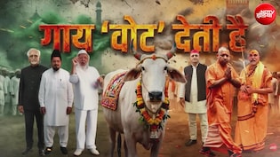 गाय 'वोट' देती है! मनुष्य सामाजिक प्राणी है, गाय राजनीतिक प्राणी कैसे बन गई?