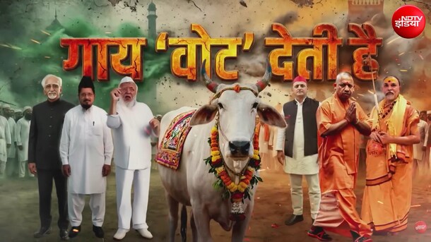 गाय 'वोट' देती है! मनुष्य सामाजिक प्राणी है, गाय राजनीतिक प्राणी कैसे बन गई?