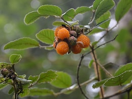 Hisalu Benefits: उत्तराखंड का यह जंगली फल गर्मियों में माना जाता है बेहद खास, स्वाद के साथ शरीर को मिलते हैं ये सब फायदे