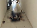 Telangana Beautician, 25, Stabbed To Death By Husband Inside Spa Telangana Beautician, 25, Stabbed To Death By Husband Inside Spa