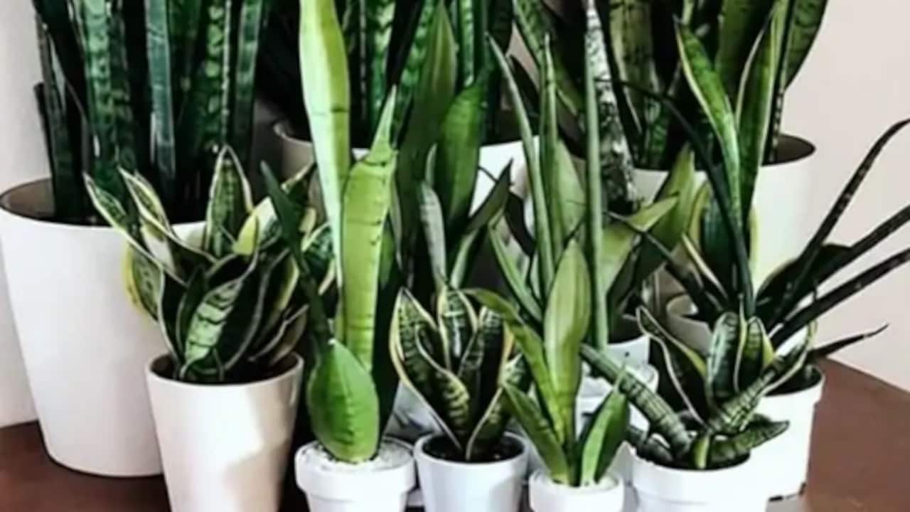Click to buy Petalfleur Snake Plant (Hybrid, Pack of 1) 