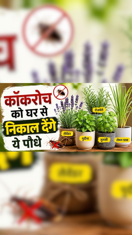 घर में लगाएं ये पौधा, दूर भाग जाएंगे कॉकरोच