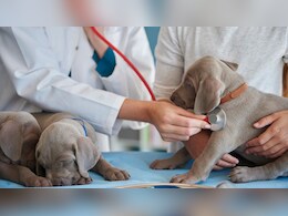 Veterinary Allowance: यूपी के पशु चिकित्सक छात्रों को अब 4 हजार की जगह मिलेंगे 12 हजार रुपये, बड़ा फैसला