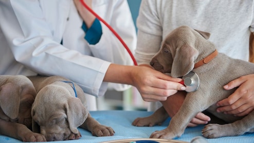 Veterinary Allowance: यूपी के पशु चिकित्सक छात्रों को अब 4 हजार की जगह मिलेंगे 12 हजार रुपये, बड़ा फैसला