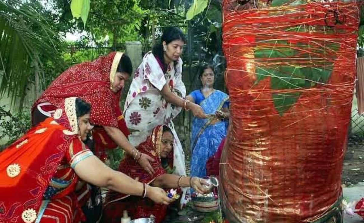 वट वृक्षों को भी है सावित्री का इंतजार! — WellsTrack