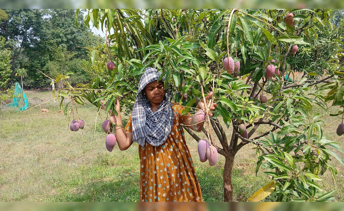 ऑनलाइन मंगवाए थे पौधे, अब पेड़ पर उग रहे ढाई लाख रुपये किलो वाले आम; झारखंड की इस महिला ने कर दिया कमाल