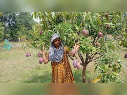 ऑनलाइन मंगवाए थे पौधे, अब पेड़ पर उग रहे ढाई लाख रुपये किलो वाले आम; झारखंड की इस महिला ने कर दिया कमाल
