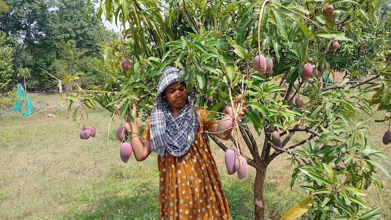 ऑनलाइन मंगवाए थे पौधे, अब पेड़ पर उग रहे ढाई लाख रुपये किलो वाले आम; झारखंड की इस महिला ने कर दिया कमाल