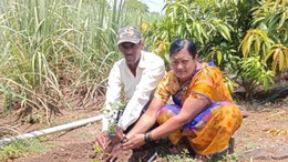 Sangli News: सांगलीत चक्क झाडांसाठी उभी राहिली 'आर्मी'; 78,000 झाडं लावण्याचं मोठं मिशन कसं होणार पूर्ण?