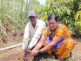 Sangli News: सांगलीत चक्क झाडांसाठी उभी राहिली 'आर्मी'; 78,000 झाडं लावण्याचं मोठं मिशन कसं होणार पूर्ण?
