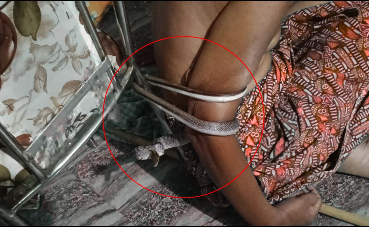 &lsquo;नाग फांस&rsquo;: 2 घंटे तक लकवाग्रस्त व्यक्ति को कुर्सी से जकड़े रहा सांप, Video रोंगटे खड़े कर देगा