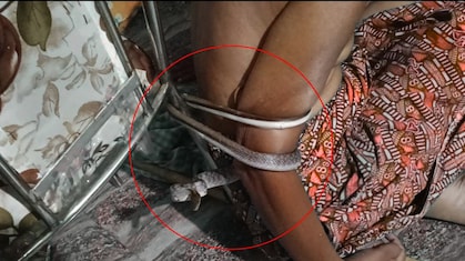 ‘नाग फांस': 2 घंटे तक लकवाग्रस्त व्यक्ति को कुर्सी से जकड़े रहा सांप, Video रोंगटे खड़े कर देगा