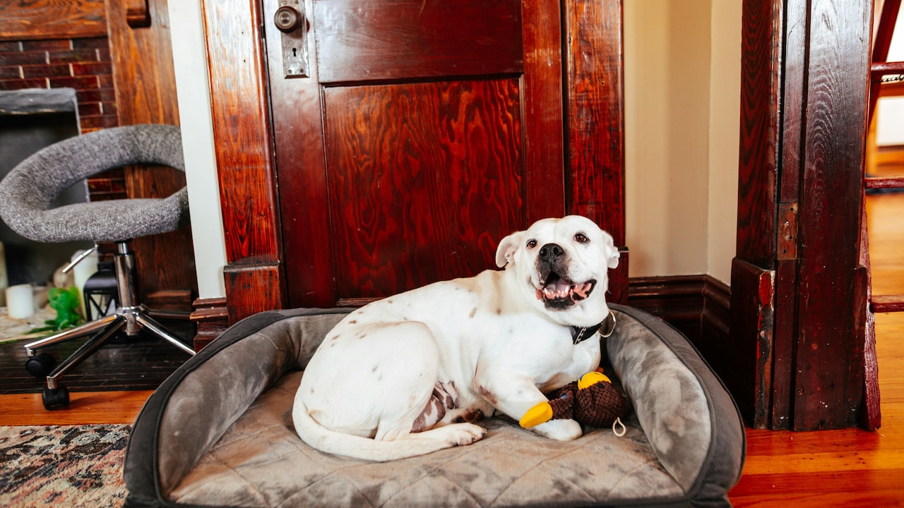 Dog Beds Smelling Quickly? Easy Fixes That Work