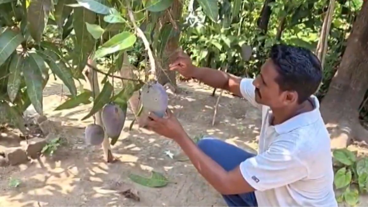 Odisha Farmer Grows World's Most Expensive Mango, But Now He Has A Problem