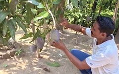 Odisha Farmer Grows World's Most Expensive Mango, But Now He Has A Problem