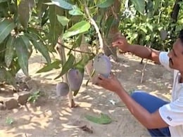 Odisha Farmer Grows World's Most Expensive Mango Worth Rs 3 Lakh Per Kg, But Now He Has A Big Problem