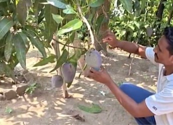 Odisha Farmer Grows World's Most Expensive Mango Worth Rs 3 Lakh Per Kg, But Now He Has A Big Problem