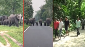 Panic In Bengal's Dooars As Elephant Herds Stray Into Tea Gardens, Residential Areas
