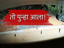 Sindhudurg News : तो पुन्हा आला! गोव्यातील नागरिकांमध्ये दहशत, सिंधुदुर्गातही धास्ती; 'ओंकार'चा धुमाळून सुरूच!