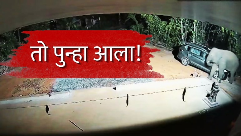 Sindhudurg News : तो पुन्हा आला! गोव्यातील नागरिकांमध्ये दहशत, सिंधुदुर्गातही धास्ती; 'ओंकार'चा धुमाळून सुरूच!