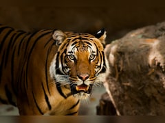 Tiger Kills Four Women Collecting Tendu Leaves In Maharashtra's Chandrapur