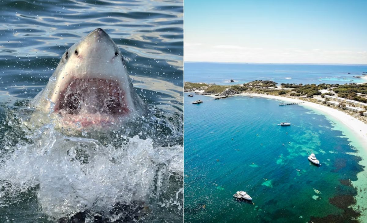 Diver Mauled To Death By 16-Foot Shark In Australian Tourist Hotspot