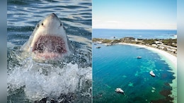 Diver Mauled To Death By 16-Foot Shark In Australian Tourist Hotspot