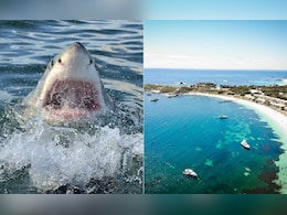 Diver Mauled To Death By 16-Foot Shark In Australian Tourist Hotspot