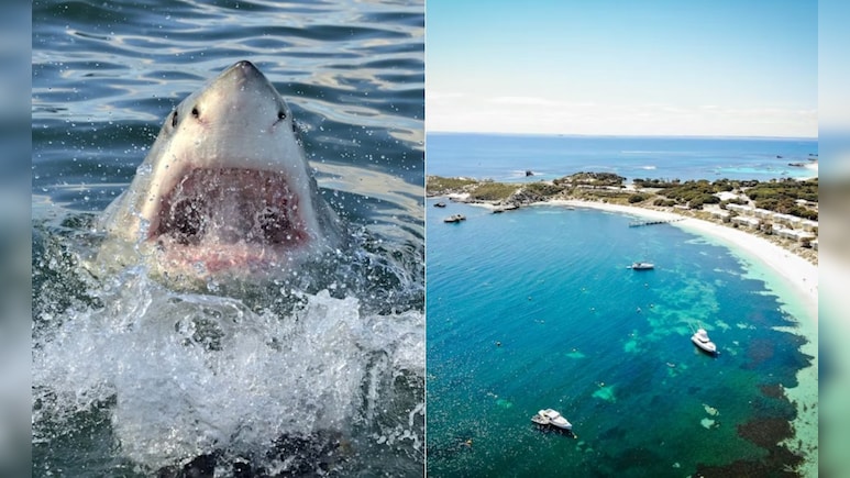Diver Mauled To Death By 16-Foot Shark In Australian Tourist Hotspot