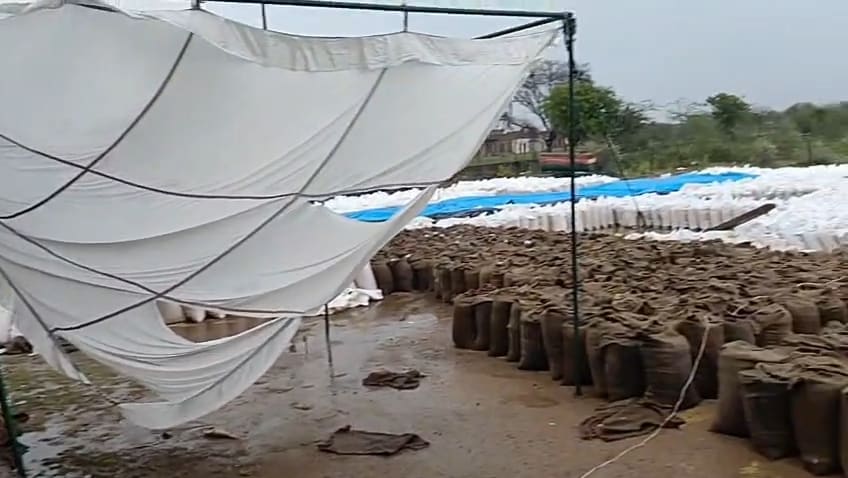 Bhind Wheat Procurement: Wheat Left in Open Spoiled by Rain. Bhind Wheat Procurement: Wheat Left in Open Spoiled by Rain.