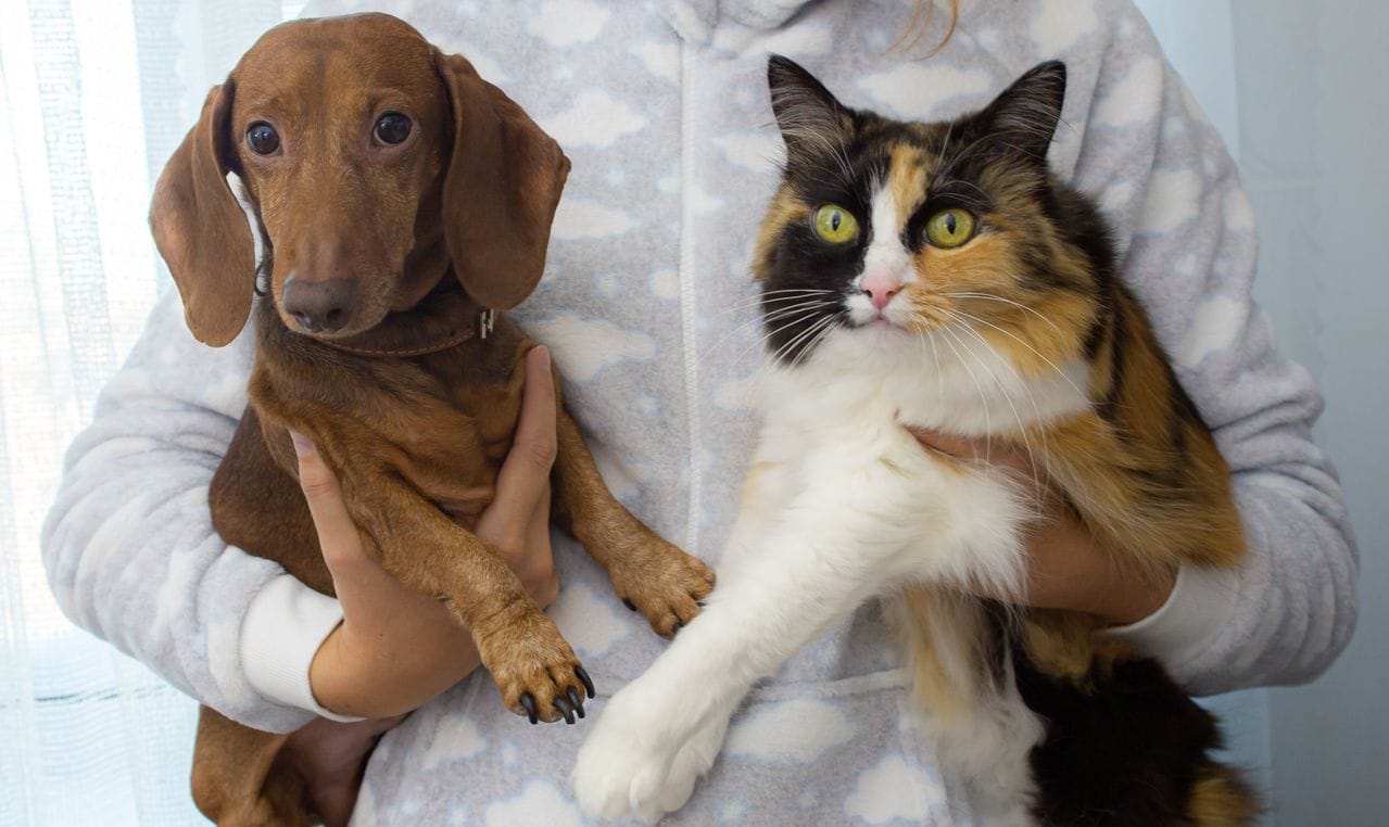 Amazon Wardrobe Refresh Pet Supplies Deals